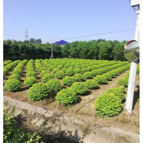 金叶女贞球 金叶女贞球价格 金叶女贞价格 金叶女贞柱价格