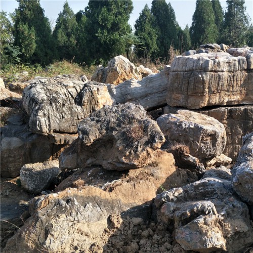 大型龟纹石 龟纹石价格