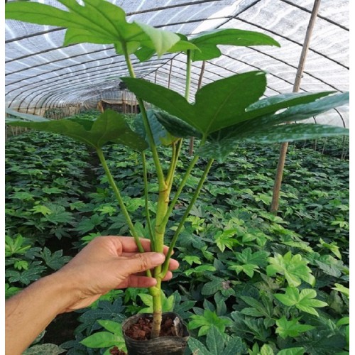 【胜予苗木】 八角金盘价格 八角金盘小苗价格 八角金盘杯苗