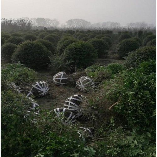 【胜予苗木】 小叶女贞球 小叶女贞球价格