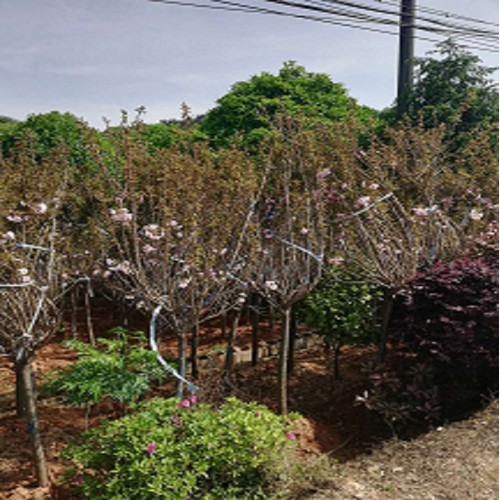 【胜予苗木】樱花 樱花树 樱花价格