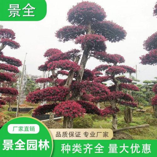 批发造型红花继木 红花继木桩价格  园林绿化苗