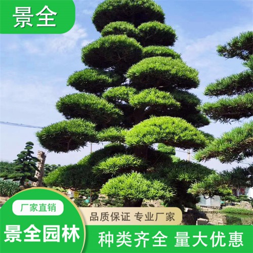 造型罗汉松价格 罗汉松桩景  罗汉松批发