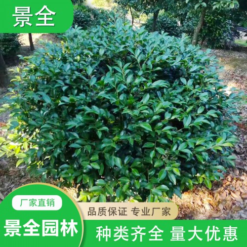 茶梅价格 基地直销茶梅小苗 茶梅球