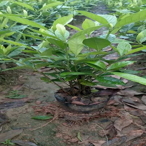 大叶栀子杯苗价格 大叶栀子花杯苗价格 【胜予苗木】