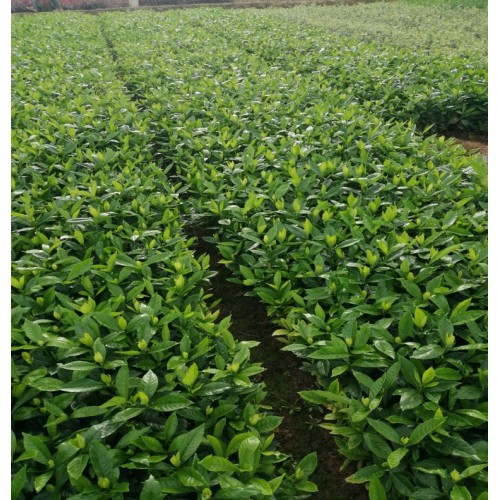 大叶栀子价格 大叶栀子花价格 【胜予苗木】