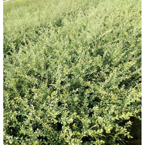 【胜予苗木】龟甲冬青 龟甲冬青小苗 龟甲冬青小苗价格