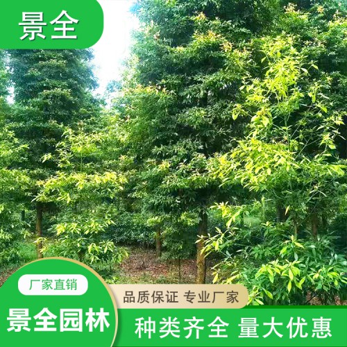 供应金丝楠木树 金丝楠木价格  楠木小苗 庭院植物