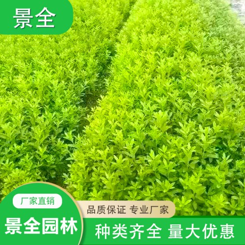 基地批发杜鹃小苗 杜鹃小苗价格 杜鹃价格 杜鹃球