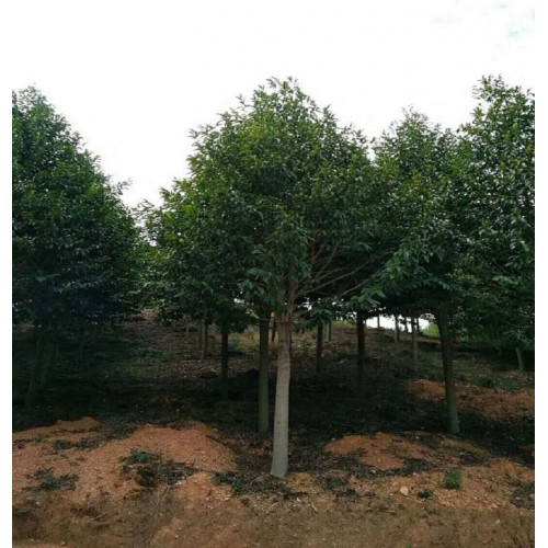 乐昌含笑 乐昌含笑价格