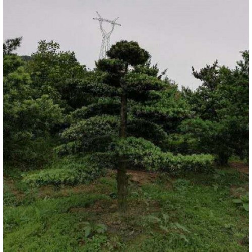 造型罗汉松 罗汉松价格 罗汉松桩价格