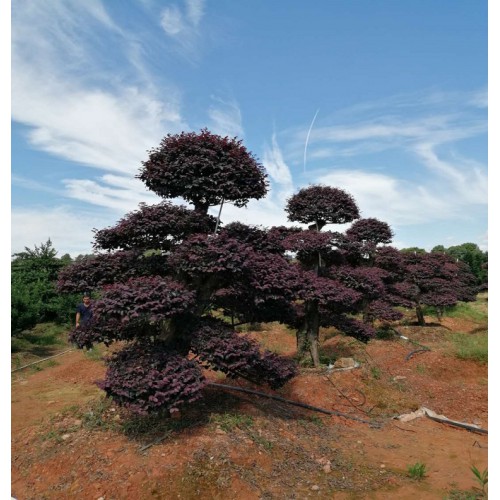 【胜予苗木】造型红花继木价格 红花继木桩景价格