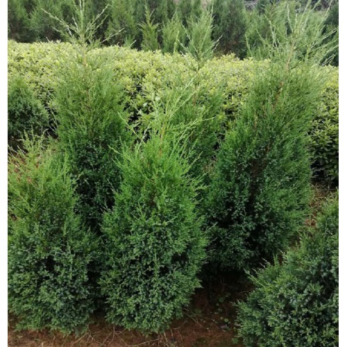 大量供应松柏 1-1.2-1.5米高松柏树 松柏树价格