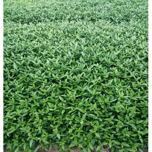 【胜予苗木】小叶栀子价格 小叶栀子小苗价格 小叶栀子花价格