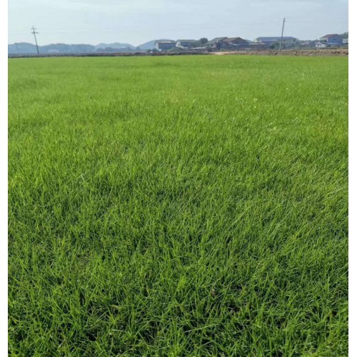 【基地直销】草皮价格 草坪皮 马尼拉草皮价格 混播草坪价格