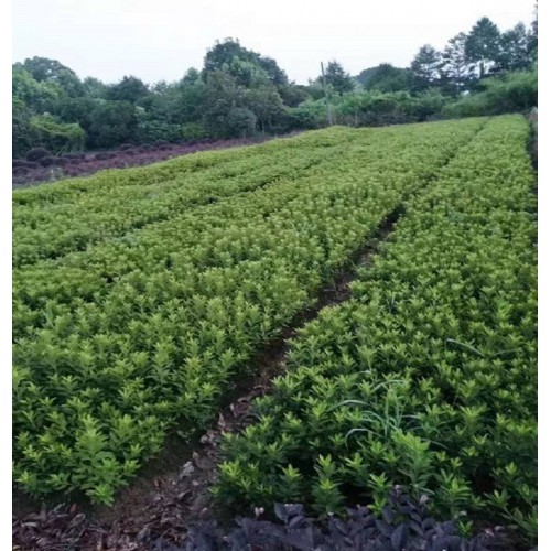 【胜予苗木】春鹃小苗 春鹃价格 春鹃小苗价格