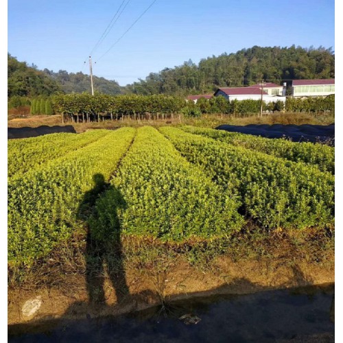 【大量供应】春鹃小苗 春鹃价格 春鹃小苗价格