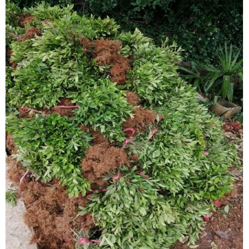 【大量供应】毛鹃小苗 杜鹃价格 毛鹃小苗价格