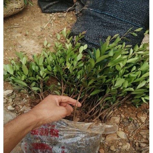 【胜予苗木】蚊母小苗价格 中华蚊母小苗价格