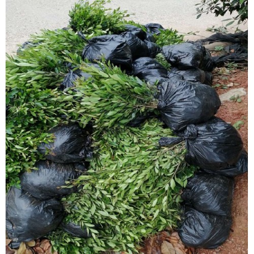 【胜予苗木】蚊母价格 小叶蚊母小苗价格