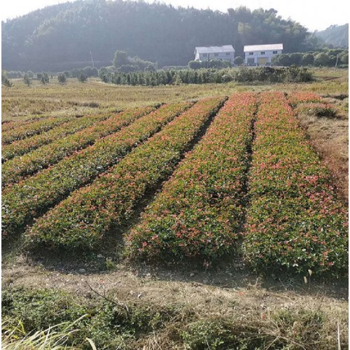 【大量供应】 红叶石楠小苗价格 红叶石楠价格