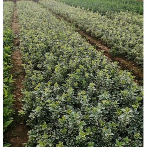 【基地直销】 金边黄杨小苗价格 大叶黄杨价格 金边黄杨价格