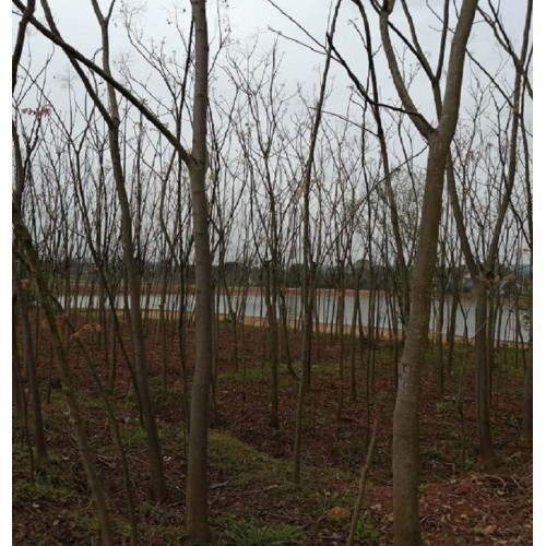 【胜予苗木】小栾树价格 栾树价格 4-5-6公分栾树价格