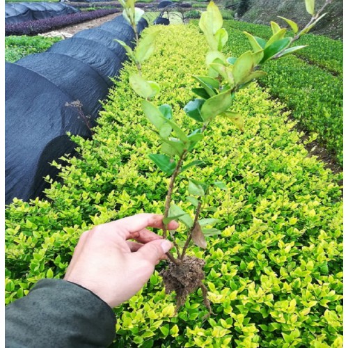 【大量供应】 金森女贞价格 金森女贞小苗价格