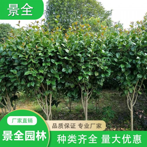 茶花价格 茶花小苗价格 精品高杆茶花球