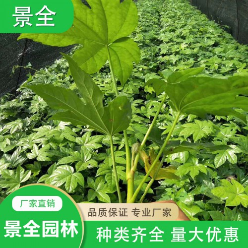 八角金盘小苗价格  八角金盘小苗种植基地