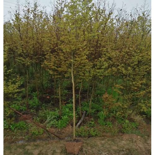 【大量供应】2-3-4-5公分红火箭紫薇 紫薇价格