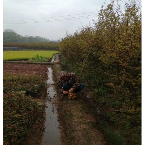 【工程苗木】2-3-4-5公分红火箭紫薇 紫薇价格