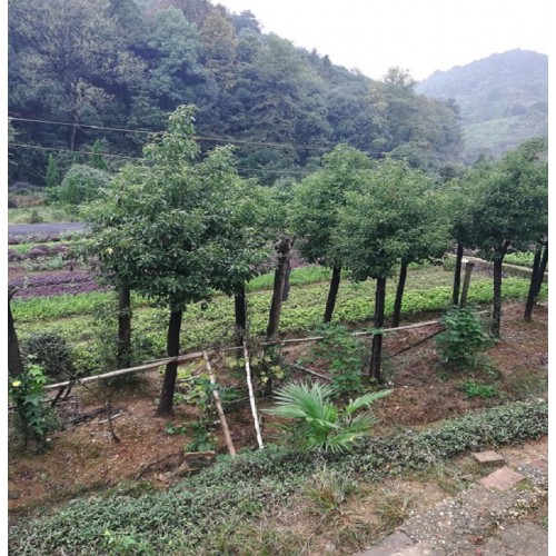 【胜予苗木】 香樟树价格 多杆香樟价格