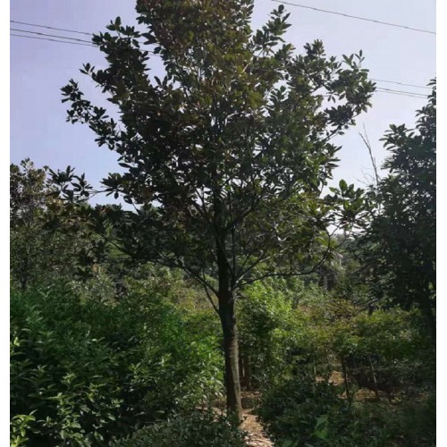 【基地直销】广玉兰 广玉兰价格