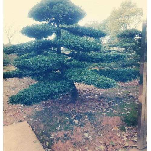 【基地直销】造型罗汉松价格 罗汉松价格 罗汉松桩价格