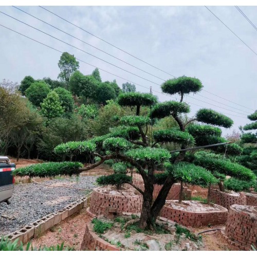 特型罗汉松价格 罗汉松价格 罗汉松桩价格