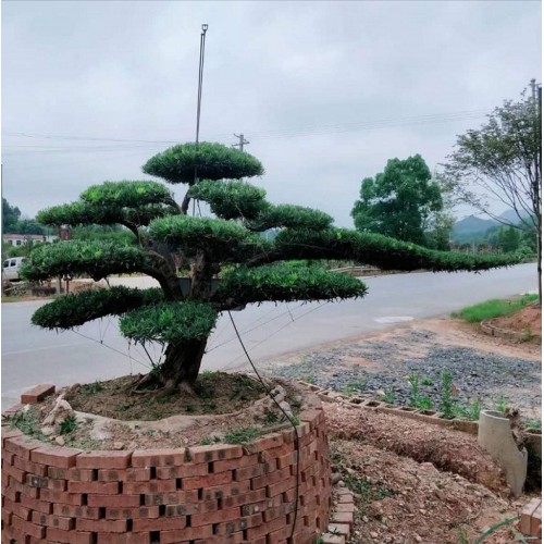 特型罗汉松价格 罗汉松价格 罗汉松桩价格 黑松价格