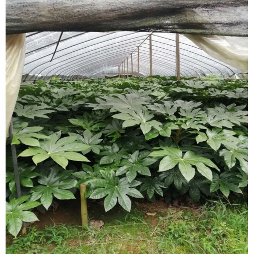 【大量供应】 八角金盘 八角金盘价格