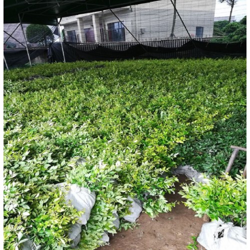 金森女贞杯苗价格