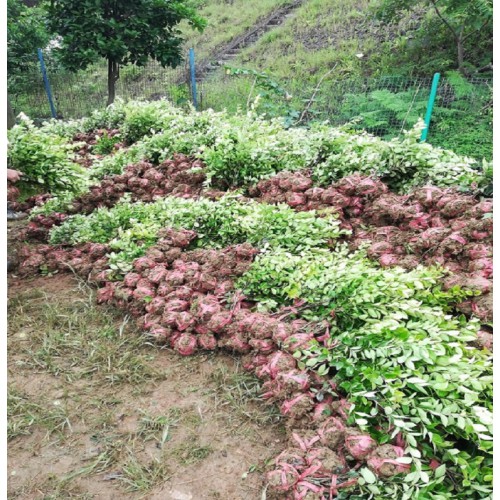 金森女贞小毛球价格