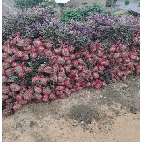 红花继木小毛球价格 红花继木小毛球