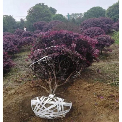 红桎木球 红桎木球价格