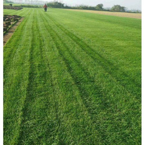 草皮价格 草皮