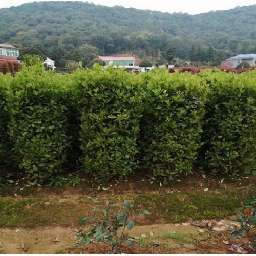 冬青柱价格 冬青柱