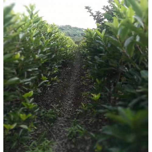 法国冬青价格 高100-200公分法国冬青