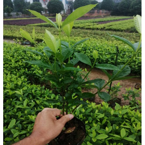 大叶栀子杯苗价格 大叶栀子杯苗