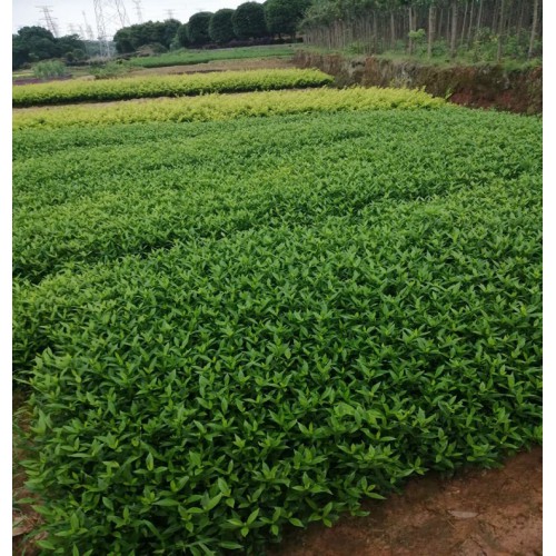 小叶栀子花价格 小叶栀子花