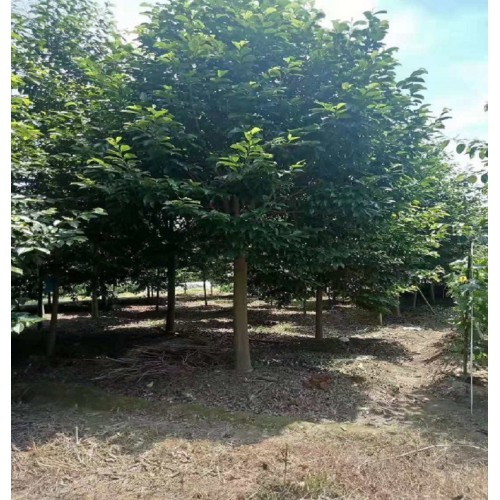 乐昌含笑价格 各种规格乐昌含笑