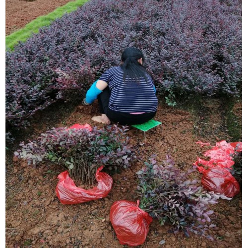 红花继木 红花继木小苗 红花继木小苗价格