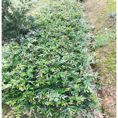 蚊母小苗价格 中华蚊母小苗价格